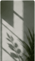Soft plant shadows falling across a wall